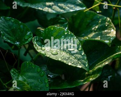 Raindrops on the leaves, Raindrops nature background Stock Photo