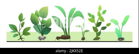 Seedling garden plants with roots. Sowing agricultural material. Isolated on white background. Vector. Stock Vector