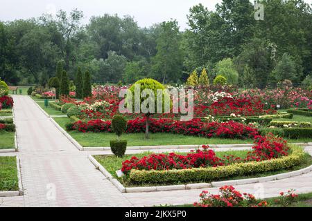 Manicured alleys in a beautiful park with planted bushes and blooming roses in a modern style. great place to walk Stock Photo