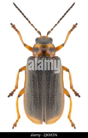 Aquatic leaf beetle species Galerucella nymphaeae, trivial name: waterlily leaf beetle, dark variant. Stock Photo