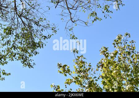 trees with green leaves on their branches taken from below, revealing the blue sky in the background Stock Photo