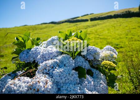 Typical vegetation and flowers in Fields, Hydrangea flower, in the island of São Miguel, Azores, Portugal. Stock Photo