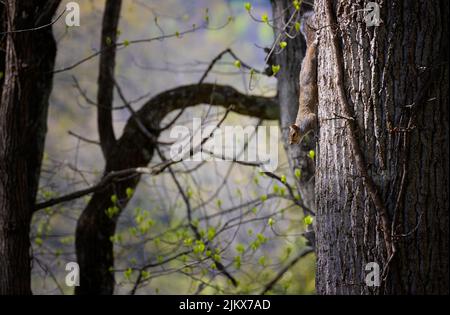 A gray squirrel climbs down a tree trunk ine north eastern Tennessee Stock Photo