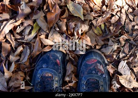 black sheepskin on the ground of dry autumn leaves Stock Photo
