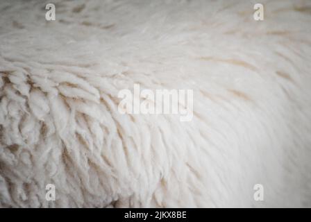 leather with white sheep wool to decorate interiors Stock Photo