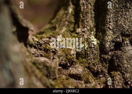 A closeup shot of mossy rock Stock Photo