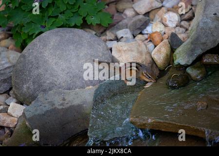 Close up of a cute little chipmunk taking a drink from a backyard water feature. Stock Photo