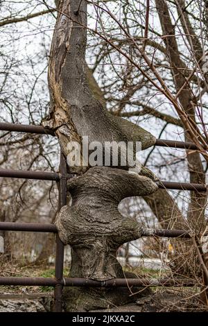 A vertical shot of a tree growing and swallowed the old rusty iron railing Stock Photo
