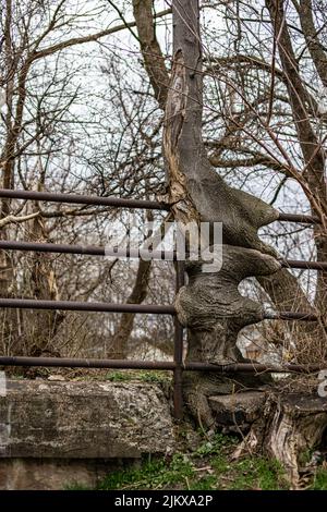 A vertical shot of a tree growing and swallowed the old rusty iron railing Stock Photo