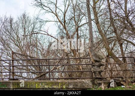 A tree growing and swallowed the old rusty iron railing Stock Photo