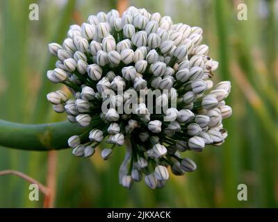 A selective focus shot of a Allium senescens flower Stock Photo
