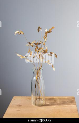 Bromus secalinus in a transparent vase on a wooden table against a white wall with a window shadow. Place for text. Ready layout. vertical frame Stock Photo