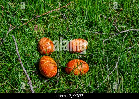 Easter Eggs Naturally Dyed with Onion Skins Stock Photo