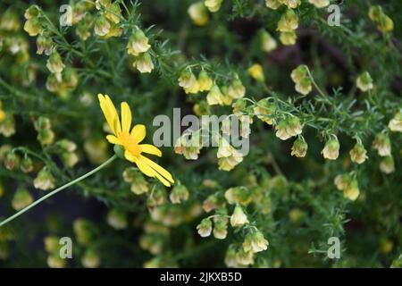 A closeup shot of African Bush Daisy flowers in a garden with green leaves Stock Photo
