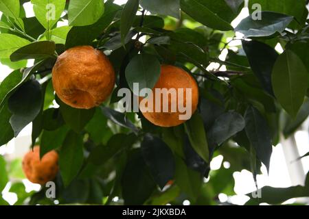 A shallow focus shot of Bitter Oranges on a tree in a green garden Stock Photo