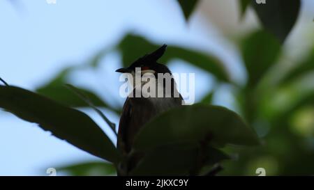 A beautiful black and white bird sitting on a tree with blurred background Stock Photo