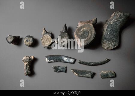 Dinosaur backbone fossil bones. Relic skeleton bone structure on ...