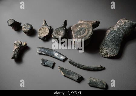 Dinosaur backbone fossil bones. Relic skeleton bone structure on specimen. Paleolith archaic objects on a plain background Stock Photo