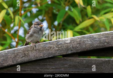 House sparrow chick stands on garden fence with green leaf background. "Passer domesticus" baby bird with fluffy feathers. Dublin, Ireland Stock Photo