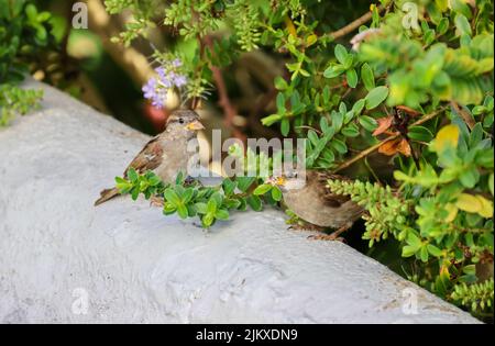 Two House sparrow chicks "Passer domesticus" sitting on wall beneath green shrub. One funny bird has food in beak. Dublin, Ireland Stock Photo