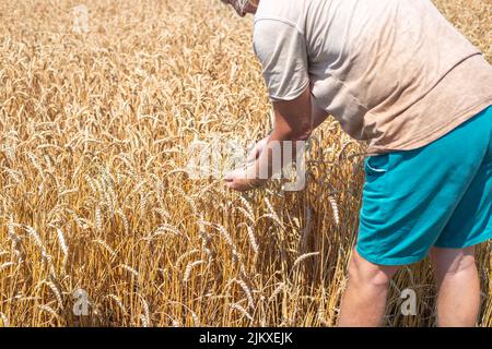 A farmer looks at ripe grains of wheat growing in an agricultural field. Rich harvest of wheat. Stock Photo