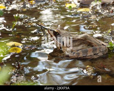 A closeup of Moor frog in the water.Rana arvalis. Selected focus. Stock Photo