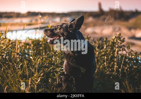 A beautiful shot of an Australian Kelpie running in the grass Stock Photo