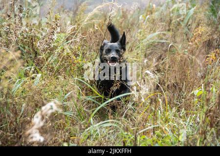 A beautiful shot of an Australian Kelpie running in the grass Stock Photo