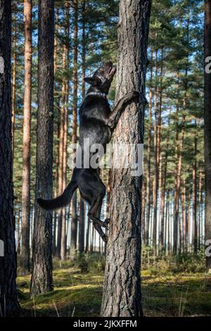 An Australian Kelpie climbing a tree Stock Photo