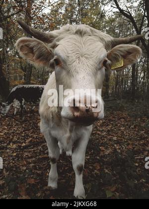 A vertical shot of a white farm cow standing in the field under clouded ...