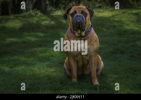 A LARGE BULLMASTIFF WITH BRIGHT ORANGE EYES SITTING IN A DARK GREEN FIELD WEARING A MULTI COLORED COLLAR WITH A BLURRY BACKGROUND Stock Photo