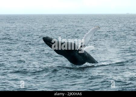 Whale breaching at Stellwagen Bank National Marine Sanctuary. Stock Photo