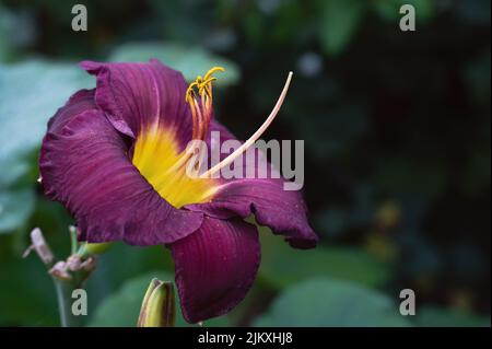 burgundy flowers of purple daylily close-up in the garden. Natural natural background of flowers. Copy spase Stock Photo