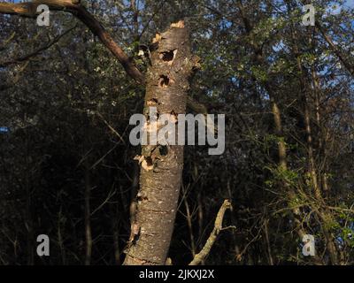 dead trunk with many holes from a woodpecker, shot at day Stock Photo