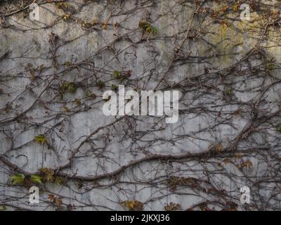 concrete wall with climbing plants on it, neutral pattern ideal for background Stock Photo