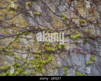 concrete wall with climbing plants on it, neutral pattern ideal for background Stock Photo