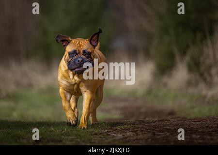 A LARGE BULLMASTIFF TROTTING DOWN A TRAIL WITH HER EARS FLYING AND BRIGHT EYES WITH A BLURRY BACKGROUND Stock Photo