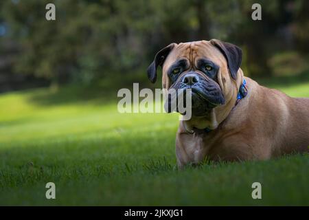 A BULLMASTIFF LYING IN LUSH GREEN GRASS WITH NICE EYES AND A FUNNY LOOK ON HER FACE WEARING A MULTI COLORED COLLAR AND A BLURRY BACKGROUND Stock Photo