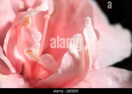A closeup shot of a beautiful light pink rose with open petals on a black background Stock Photo