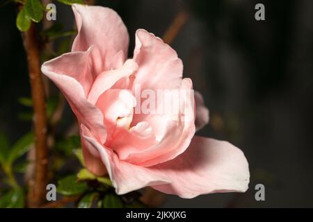 A closeup shot of light pink Violet flowers in a garden surrounded by colorful violas Stock Photo