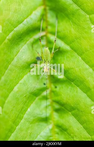 southern sickle bush-cricket, Phaneroptera nana, juvenile grasshopper on a leaf Stock Photo