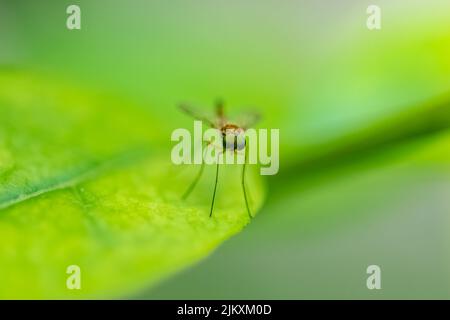 marsh snipe fly, Rhagio tringarius, a fly standing on a leaf Stock Photo