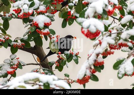 Common blackbird, Turdus merula, eating red seeds under the snow Stock Photo