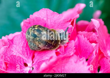 A big snail on a pink hydrangea in the garden Stock Photo