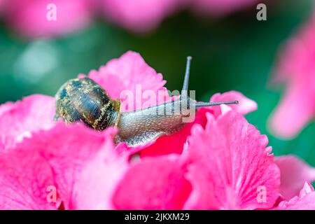 A big snail on a pink hydrangea in the garden Stock Photo