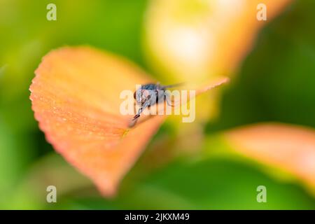 A fly standing on a leaf in the garden Stock Photo