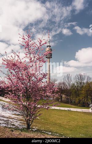 Cherry blossom and Munich Olympic Tower. Cherry blossoms are blooming. 50 years Olympic Park Munich. spring in the park. Stock Photo