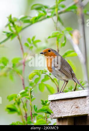 A European Robin carrying food to its chicks in the springtime. Stock Photo