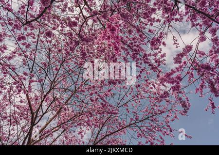 Cherry blossoms in the Munich Olympic Park. View of cherry blossoms. Between cherry blossoms. Cherry blossoms begin to bloom. Stock Photo