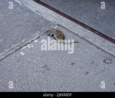 A dead mouse lies on the sidewalk next to the curb of a street Stock Photo
